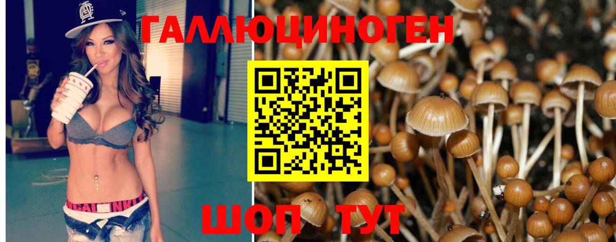 Псилоцибиновые грибы Cubensis Верхняя Пышма